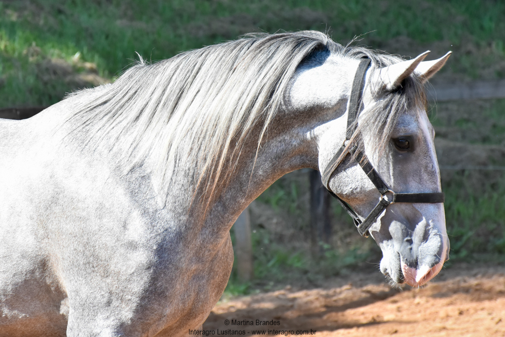 Quiosque Interagro, Purebred Lusitano grey colt for sale. Photo: Martina Brandes