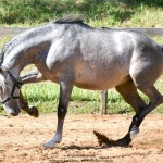 Quiosque Interagro, Purebred Lusitano grey colt for sale. Photo: Martina Brandes