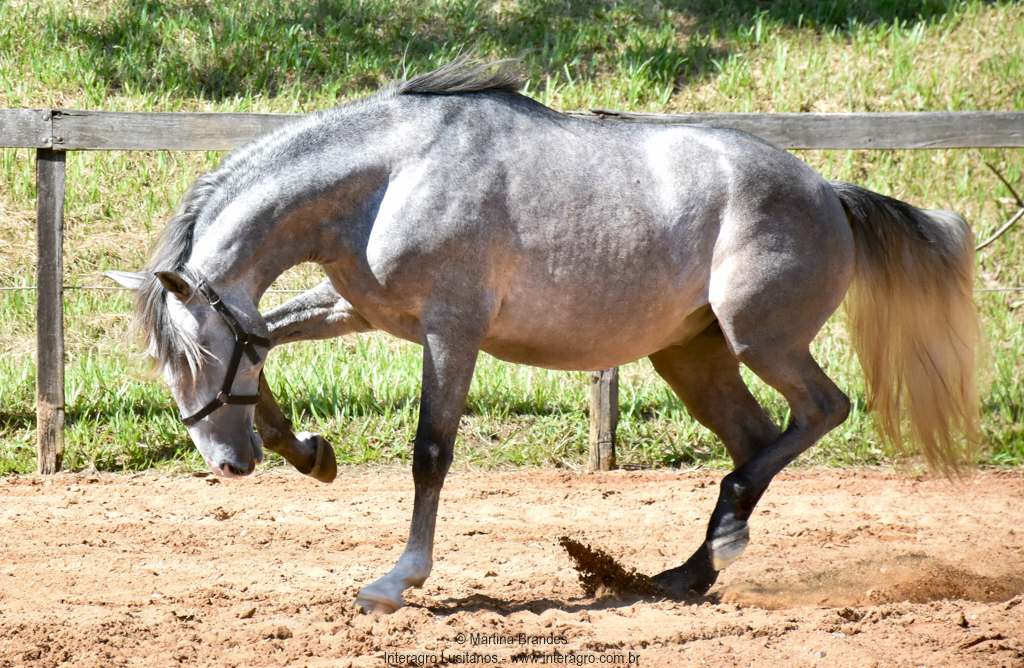 Quiosque Interagro, Purebred Lusitano grey colt for sale. Photo: Martina Brandes