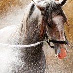 Quiosque Interagro/Interagro Lusitanos