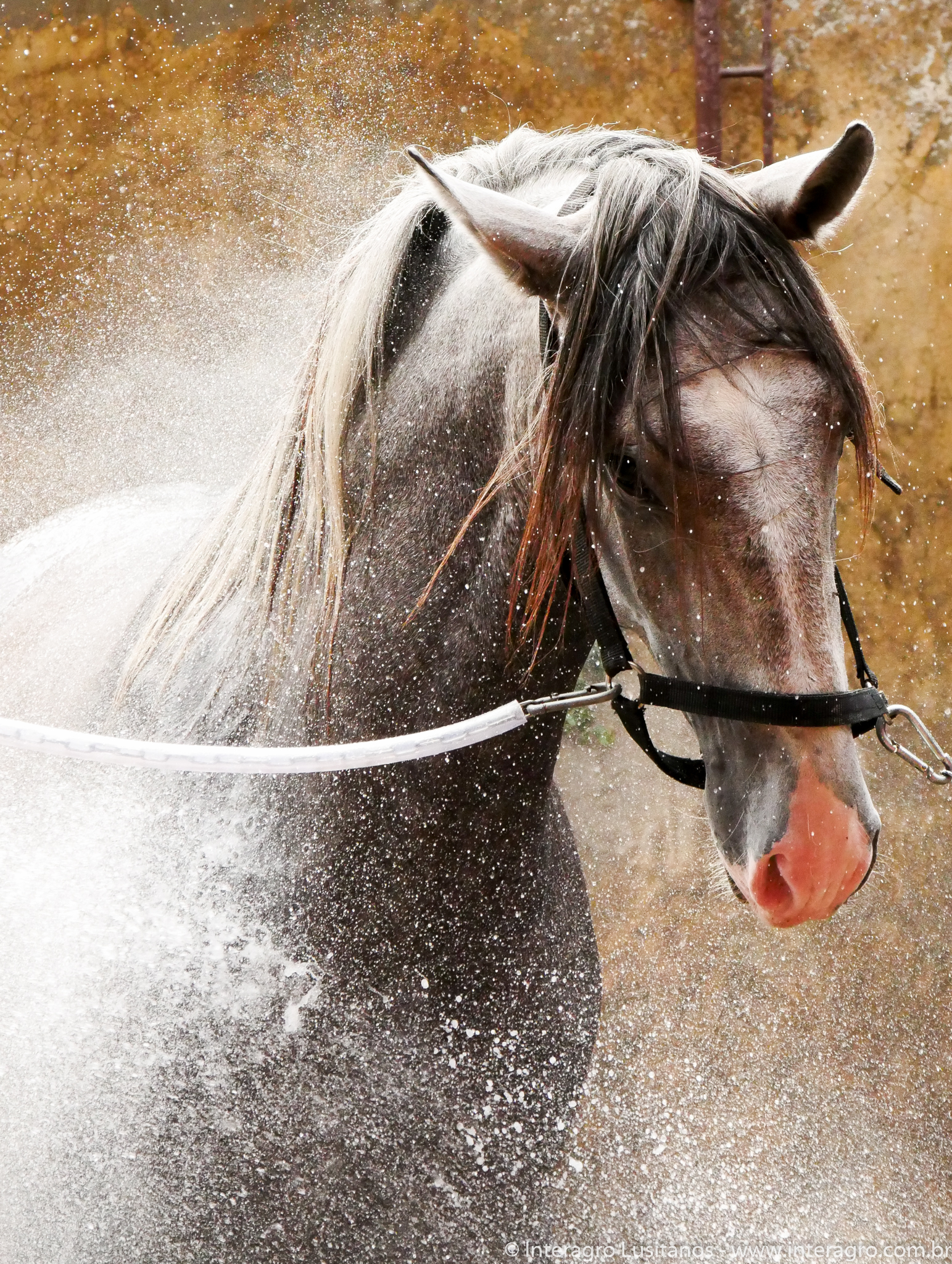 Quiosque Interagro/Interagro Lusitanos