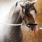 Quiosque Interagro/Interagro Lusitanos