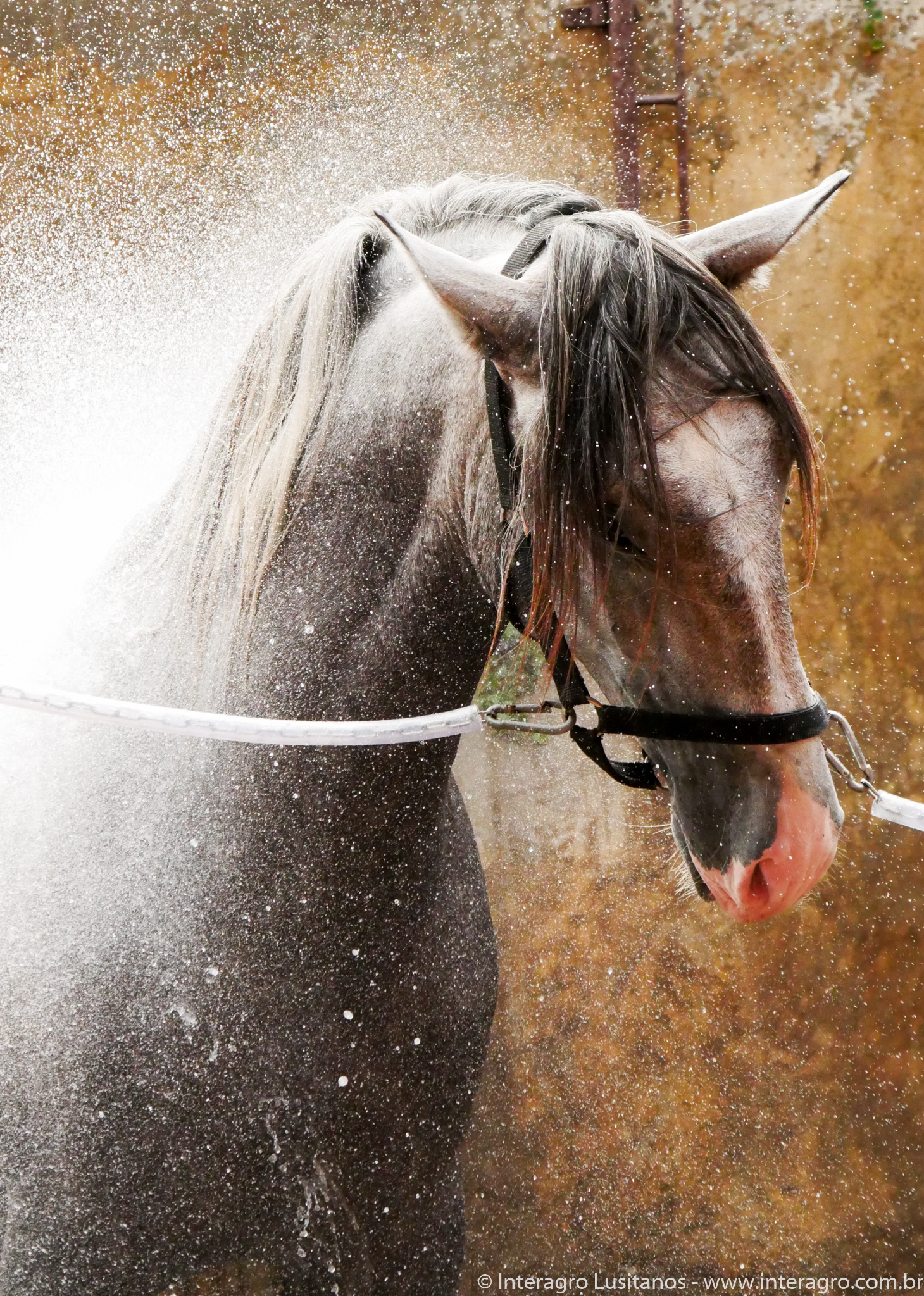 Quiosque Interagro/Interagro Lusitanos