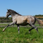 Quiosque Interagro/Interagro Lusitanos