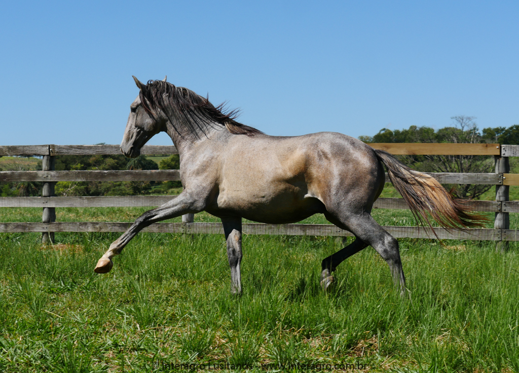Quiosque Interagro/Interagro Lusitanos