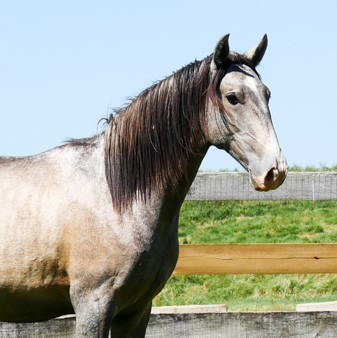Quiosque Interagro/Interagro Lusitanos