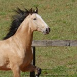 Quirinal Interagro, buckskin Purebred Lusitano gelding/Interagro Lusitanos