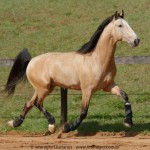 Quirinal Interagro, buckskin Purebred Lusitano gelding/Interagro Lusitanos