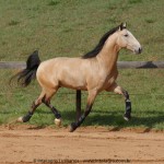 Quirinal Interagro, buckskin Purebred Lusitano gelding/Interagro Lusitanos