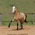 Quirinal Interagro, buckskin Purebred Lusitano gelding/Interagro Lusitanos