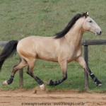 Quirinal Interagro, buckskin Purebred Lusitano gelding/Interagro Lusitanos