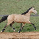 Quirinal Interagro, buckskin Purebred Lusitano gelding/Interagro Lusitanos