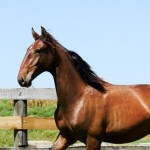 Quitador Interagro/Interagro Lusitanos