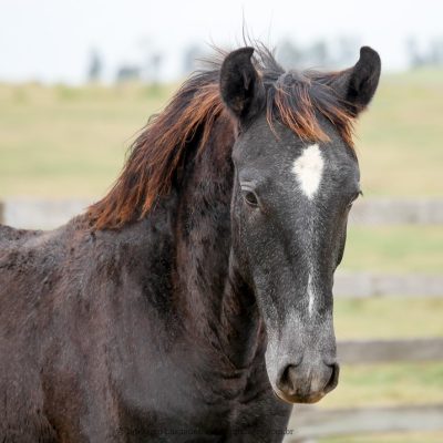 Quorum Interagro/Interagro Lusitanos