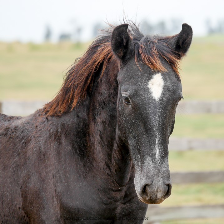 Quorum Interagro/Interagro Lusitanos