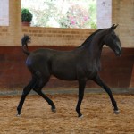 Rabbiata Interagro, Purebred Lusitano filly sold at The 2021 Interagro Yearlings Collection/Interagro Lusitanos