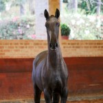 Rabbiata Interagro, Purebred Lusitano filly sold at The 2021 Interagro Yearlings Collection/Interagro Lusitanos