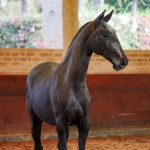 Rabbiata Interagro, Purebred Lusitano filly sold at The 2021 Interagro Yearlings Collection/Interagro Lusitanos