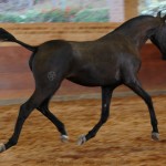 Rabbiata Interagro, Purebred Lusitano filly sold at The 2021 Interagro Yearlings Collection/Interagro Lusitanos