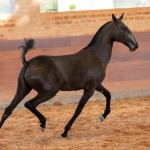 Rabbiata Interagro, Purebred Lusitano filly sold at The 2021 Interagro Yearlings Collection/TUPA