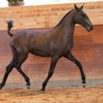 Rabbiata Interagro, Purebred Lusitano filly sold at The 2021 Interagro Yearlings Collection/TUPA