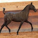 Rabbiata Interagro, Purebred Lusitano filly sold at The 2021 Interagro Yearlings Collection/TUPA