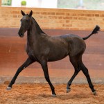 Rabbiata Interagro, Purebred Lusitano filly sold at The 2021 Interagro Yearlings Collection/TUPA