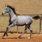 Remus Interagro, grey Purebred Lusitano colt for sale at The 2021 Interagro Yearlings Collection/Photo: TUPA