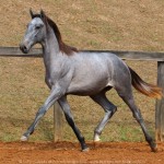 Remus Interagro, grey Purebred Lusitano colt for sale at The 2021 Interagro Yearlings Collection/Photo: TUPA