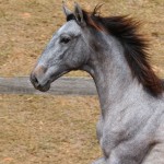 Remus Interagro, grey Purebred Lusitano colt for sale at The 2021 Interagro Yearlings Collection/Photo: TUPA