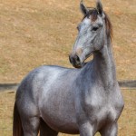 Remus Interagro, grey Purebred Lusitano colt for sale at The 2021 Interagro Yearlings Collection/Photo: TUPA