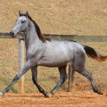 Remus Interagro, grey Purebred Lusitano colt for sale at The 2021 Interagro Yearlings Collection/Photo: TUPA