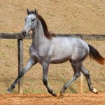 Remus Interagro, grey Purebred Lusitano colt for sale at The 2021 Interagro Yearlings Collection/Photo: TUPA