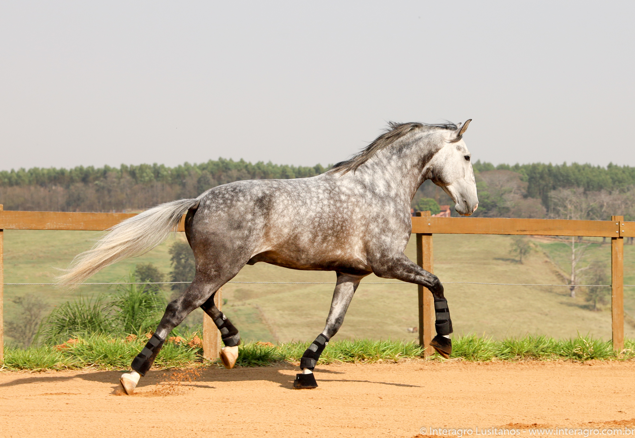 Repentino Interagro/Interagro Lusitanos