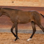 Réplica Interagro, bay Purebred Lusitano filly sold at The 2021 Interagro Yearlings Collection/TUPA