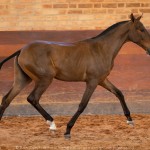 Réplica Interagro, bay Purebred Lusitano filly sold at The 2021 Interagro Yearlings Collection/TUPA