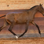 Réplica Interagro, bay Purebred Lusitano filly sold at The 2021 Interagro Yearlings Collection/TUPA