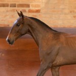 Réplica Interagro, bay Purebred Lusitano filly sold at The 2021 Interagro Yearlings Collection/TUPA