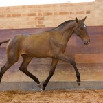 Réplica Interagro, bay Purebred Lusitano filly sold at The 2021 Interagro Yearlings Collection/TUPA
