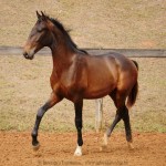 Repórter Interagro, bay Lusitano foal for sale at the 2021 Interagro Yearlings Collecton. Photo: Interagro Lusitanos