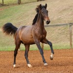 Repórter Interagro, bay Lusitano foal for sale at the 2021 Interagro Yearlings Collecton. Photo: TUPA