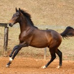 Repórter Interagro, bay Lusitano foal for sale at the 2021 Interagro Yearlings Collecton. Photo: TUPA