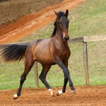 Repórter Interagro, bay Lusitano foal for sale at the 2021 Interagro Yearlings Collecton. Photo: TUPA