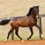 Repórter Interagro, bay Lusitano foal for sale at the 2021 Interagro Yearlings Collecton. Photo: TUPA