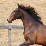 Repórter Interagro, bay Lusitano foal for sale at the 2021 Interagro Yearlings Collecton. Photo: TUPA