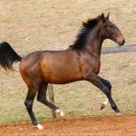 Repórter Interagro, bay Lusitano foal for sale at the 2021 Interagro Yearlings Collecton. Photo: TUPA