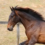 Repórter Interagro, bay Lusitano foal for sale at the 2021 Interagro Yearlings Collecton. Photo: TUPA