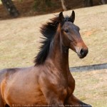 Repórter Interagro, bay Lusitano foal for sale at the 2021 Interagro Yearlings Collecton. Photo: TUPA