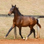 Repórter Interagro, bay Lusitano foal for sale at the 2021 Interagro Yearlings Collecton. Photo: TUPA