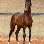 Repórter Interagro, bay Lusitano foal for sale at the 2021 Interagro Yearlings Collecton. Photo: TUPA